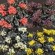 Ver artículos de Gamers Grass - Mixed Flower Set
