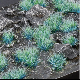 Ver artículos de Gamers Grass - Alien Turquoise tufts